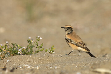 Desert Wheatear, Oenanthe deserti