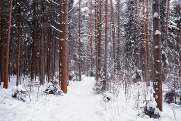 Winter forest landscape. Tall trees under snow cover. January frosty day in the park.