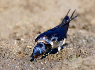Boerenzwaluw, Barn Swallow, Hirundo rustica