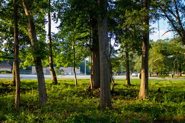 trees in the park