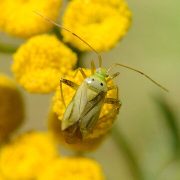 Adelphocoris quadripunctatus - Ozdobnik czteroplamek na kwiatostanie wrotycza (Tanacetum vulgare) - Tr&oacute;jmiejski Park Krajobrazowy