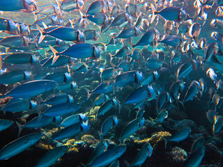 Fototapeta na wymiar Underwater photo of school of Mackerels. From a scuba dive in the Red sea in Egypt.