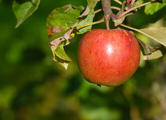 Pomme
