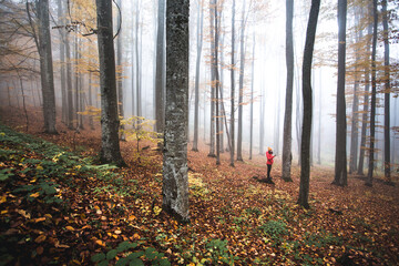 Young female hiker sitting on tree trunk in deep forest and looking at autumnal landscape. Mystical and mysterious foggy forest with fallen leaves and trees blending in fog