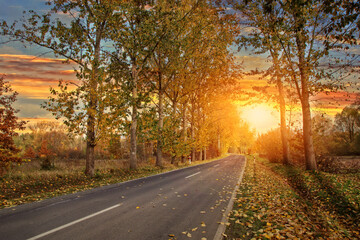 Naklejka na ściany i meble beautiful golden sunny autumn and empty road landscape