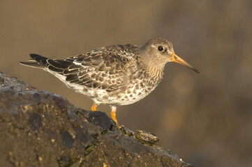 Purple Sandpiper, Paarse Strandloper, Calidris maritima