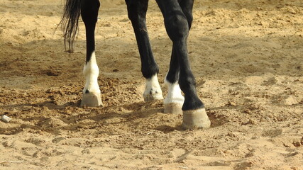 horse's legs