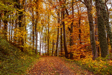 A country road in a forest in Switzerland surrounded by colorful autumn trees and leaves