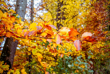 A country road in a forest in Switzerland surrounded by colorful autumn trees and leaves