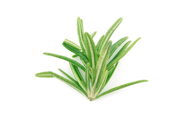Fototapeta premium fresh rosemary isolated on a white background