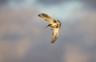 Common Redshank, Tureluur, Tringa totanus