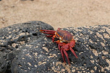Red Crab on the rock