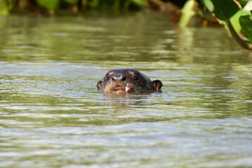 Fototapeta premium Giant otter in the Pantanal, Brazil
