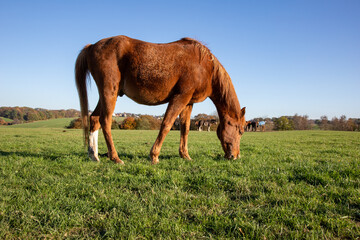 Fototapeta na wymiar brown horse grazes in a meadow