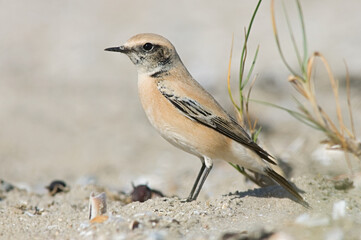 Desert Wheatear, Oenanthe deserti
