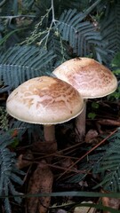 Nahaufnahme von Pilzen in ihrem natürlichen Habitat