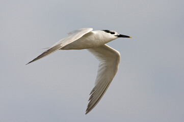 Sandwich Tern, Grote Stern, Thalasseus sandvicensis