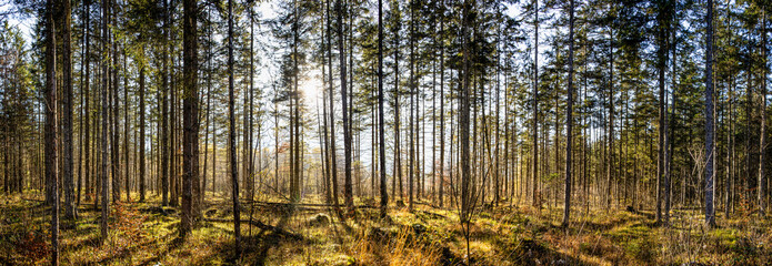 Waldpanorama Foto eines Naturschutzgebietes in den Österreichischen Alpen mitten im Herbst aufgenommen. 