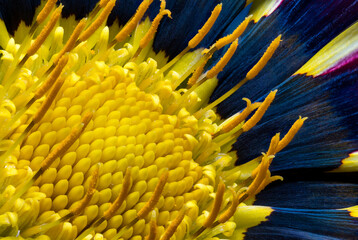 Focus stacking photo yellow center of gatsania flower, super macro