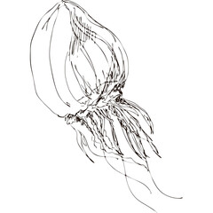 Hand drawing vector art of jellyfish. Black grafic on white background