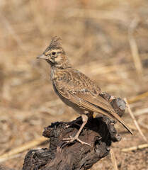 Thekla Lark, Theklaleeuwerik, Galerida theklae
