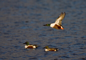 Northern Shoveler, Slobeend, Anas clypeata