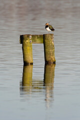 Kievit, Northern Lapwing, Vanellus vanellus
