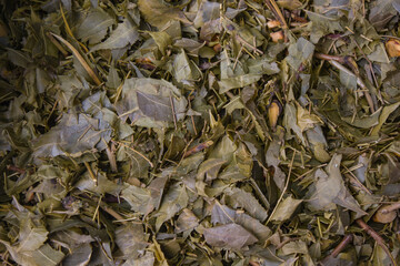 piled up dried neem leaves kept to prepare organic pesticide for home garden. close up shot for copy space background.