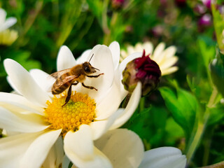 bee on a white flower
