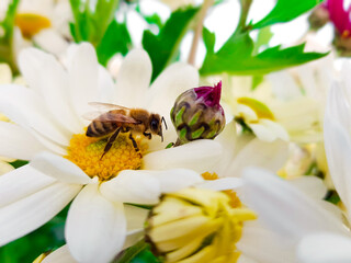 bee on a beautiful flower