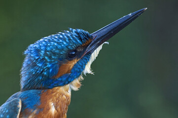 Common Kingfisher, IJsvogel, Alcedo atthis