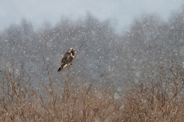 Rough-legged Buzzard, Ruigpootbuizerd, Buteo lagopus