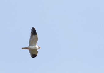 Black-winged Kite, Elanus caeruleus