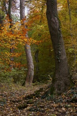 Obraz premium Fall in forest, Brasov, Transylvania, Romania