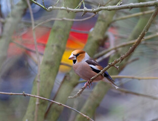 Hawfinch, Appelvink, Coccothraustes coccothraustes