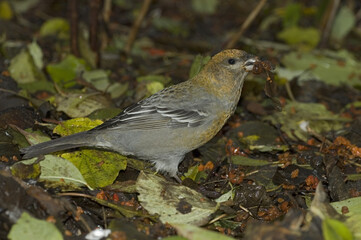 Pine Grosbeak, Haakbek, Pinicola enucleator enucleator