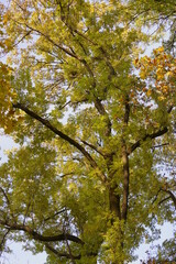 The branches of an tree on a light blue sky background