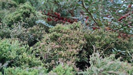 растение для саду