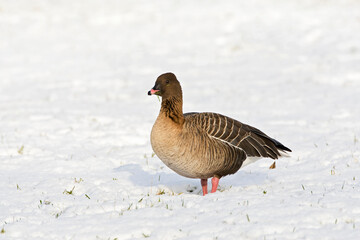 Kleine Rietgans, Pink-footed Goose, Anser brachyrhynchus
