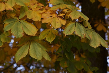 The beautiful colors of autumn, colored leaves	