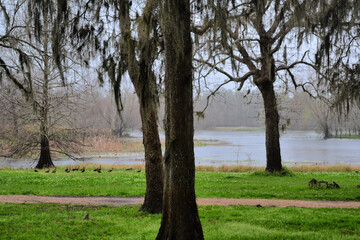 Obraz premium The view with the trees in Brazos Bend State Park, Needville, Texas