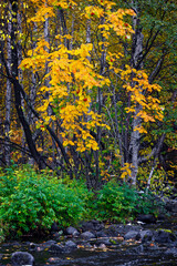 Rowan in autumn on the river bank. Republic of Karelia, Russia.