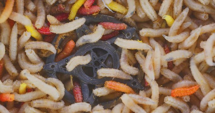 Abundance of worms as background texture closeup footage