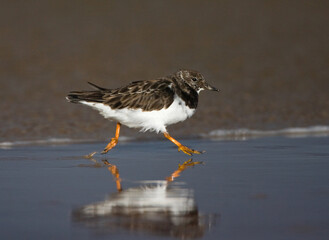 Steenloper, Ruddy Turnstone, Arenaria interpres