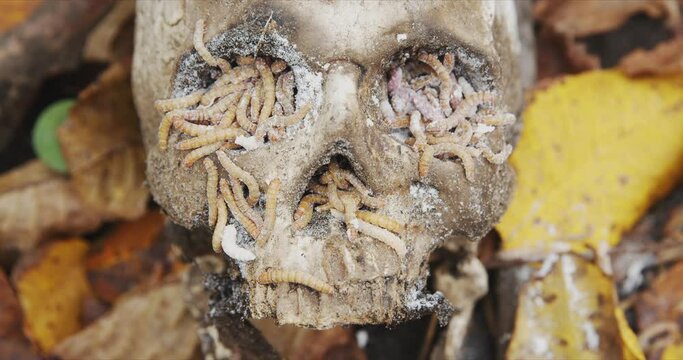 Maggots crawling on dead skull closeup footage Stock Video