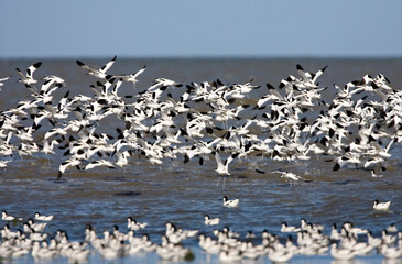 Kluut, Pied Avocet, Recurvirostra avosetta