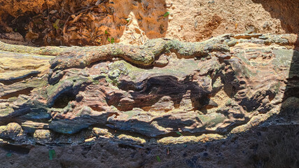 rough structure of a big tree root