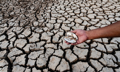 The remains of the shells in the man's hands on the ground cracked background, severe dehydration...