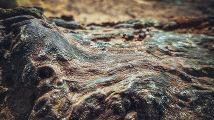 macro view of a tree root