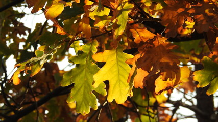Oak leaves